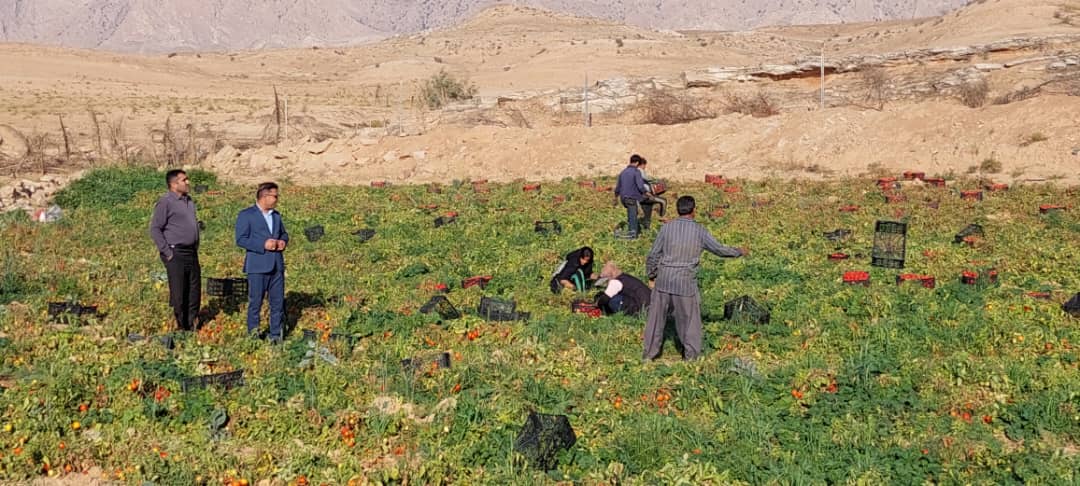 برداشت گوجه فرنگی درشهرستان بهمئی