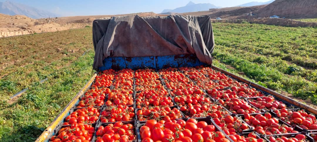 بهمئی