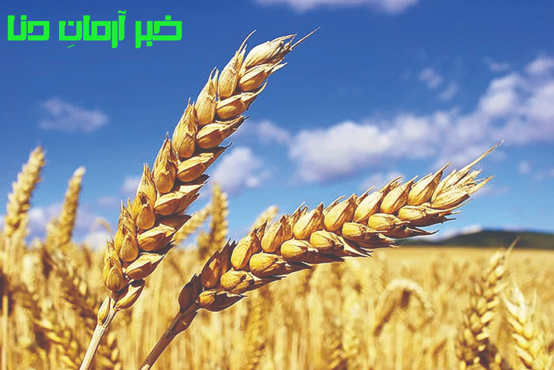  خرید تضمینی گندم کهگیلویه و بویراحمد از۳۰هزار تن گذشت
