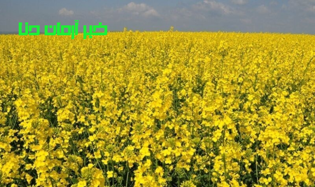 پرداخت مطالبات کلزاکاران استان به زودی ؛خرید تضمینی ۲۵۰تن کلزا