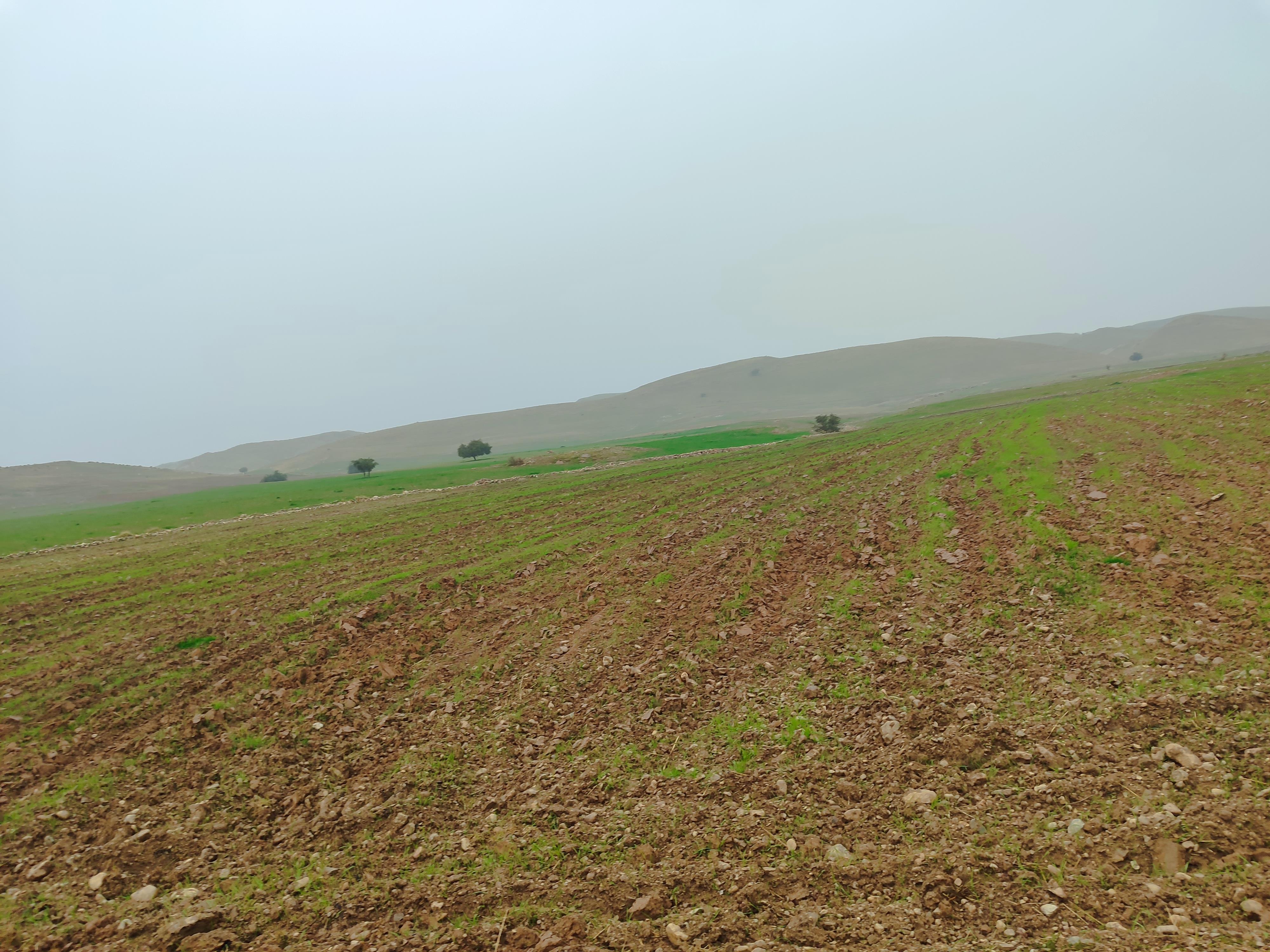 کشت پائیزه و توصیه های جدی جهاد کشاورزی استان به کشاورزان