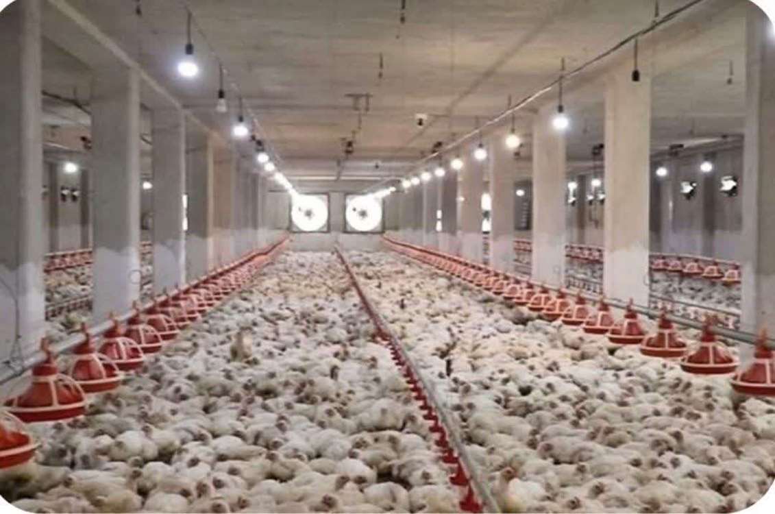 مدیر جهادکشاورزی کهگیلویه از افزایش چشمگیر جوجه ریزی در اردیبهشت ماه جاری خبرداد  