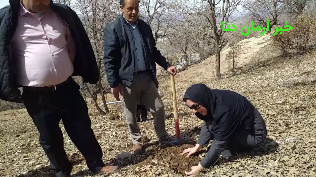 درخت کاری